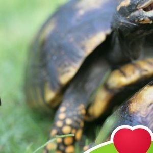 Meet your Posher, Sheila